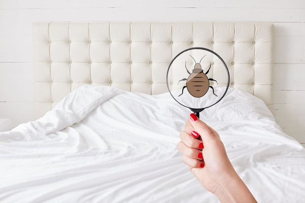 How Do Bed Bugs Get Into Your House?